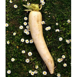 500 Graines De Navet Blanc à Collet Violet - Légume Racine Facile à Cultiver - Goût Sucré Et Ferme - Graines Reproductibles
