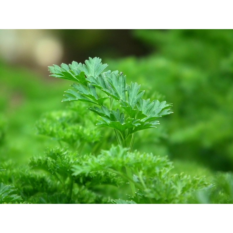 Graines de Persil Bravour Semences potagères du jardin