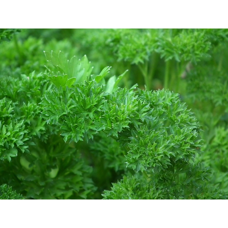 Graines de Persil Bravour Semences potagères du jardin