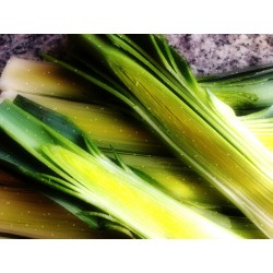 Poireau bleu de Solaise - Graines de légumes