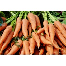 Graines de carotte nantaise amelioree 2 - Graines potagères