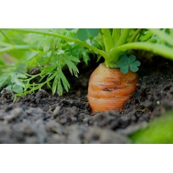 Graines potagères de carottes - Semences de carotte