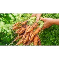 Graines de carotte - Semences de carotte