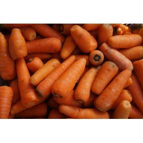 Graines de carotte Chantenay à cœur rouge 2 -  Graines de légumes