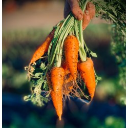 Graines de carotte Chantenay - Semences de carotte