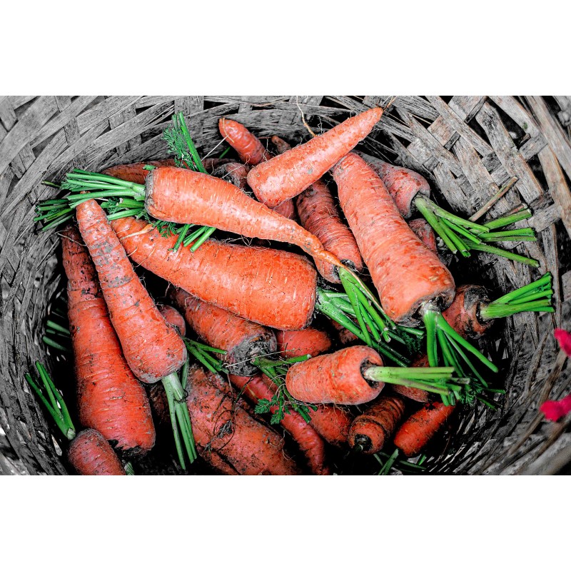 Graines potagères de carotte royal chantenay - Semences potagères