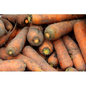 Graines de carotte - Semences potagères