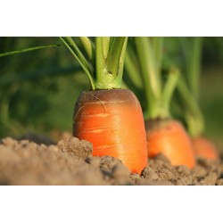 Graine de carotte de Meaux - Graines potagères