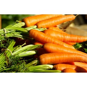 Graines de carottes tip top - Semences potagères