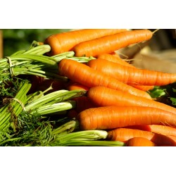 Graines de carottes tip top - Semences potagères