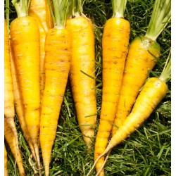 Graines de carottes jaune de doubs - Semences potagères
