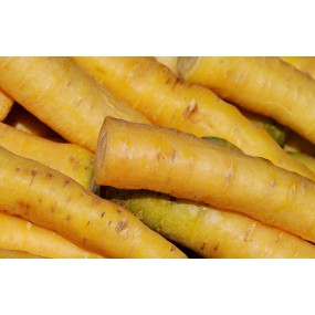 Graines de carottes jaune - Graines potagères