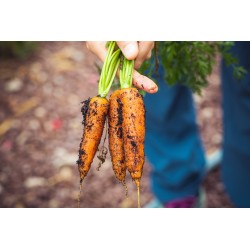 Graines de carotte muscade - Semences potagères