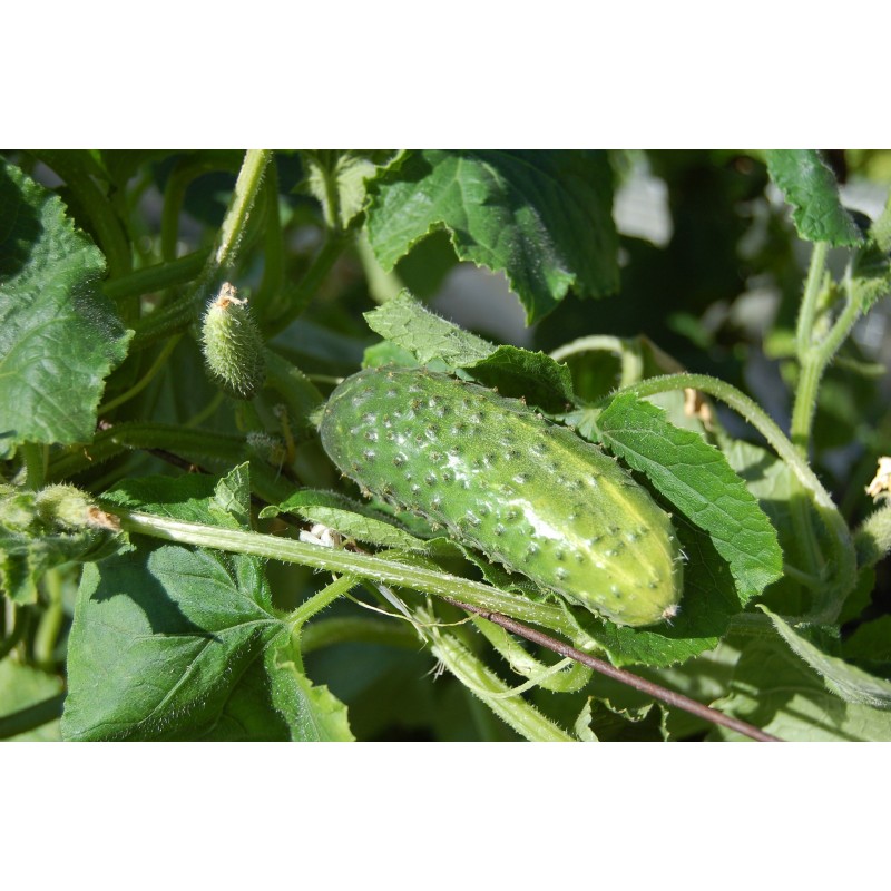 Graines De Cornichon Vert Petit De Paris Variété Vigoureuse Rustique