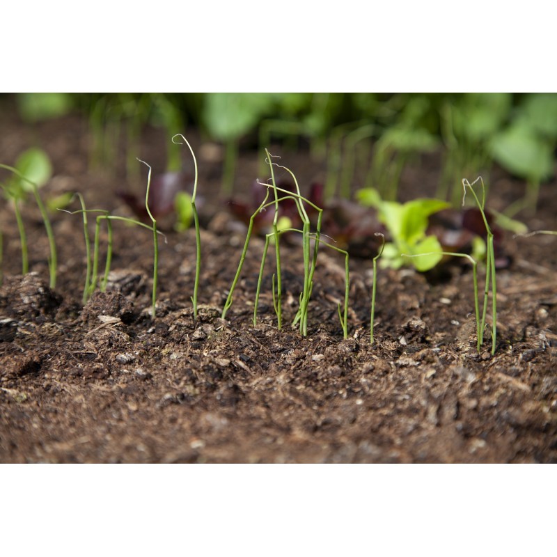 Graines Ciboulette Blanche Hative VILMORIN - Plante Aromatique Vivace - Saveur D'Oignon - Facile à Cultiver - 6